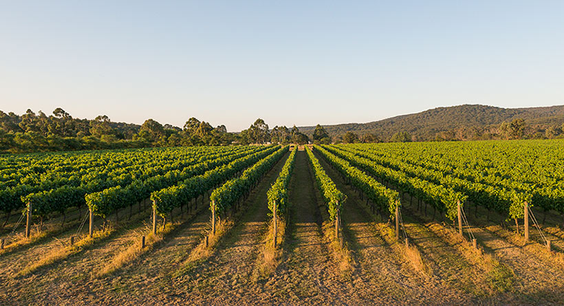 Cannibal Creek | Halliday Wine Companion